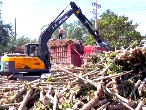 甘蔗.jpg 甘蔗.jpg