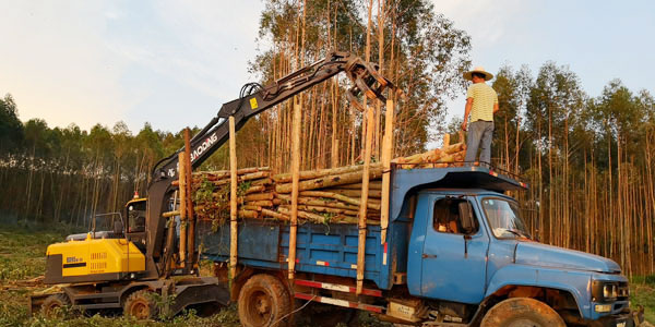 挖掘机抓木机宝鼎95车型.jpg