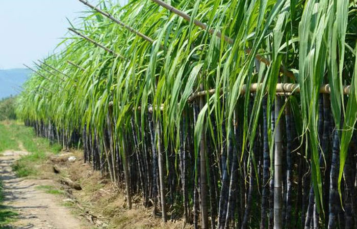 宝鼎抓甘蔗机 宝鼎抓甘蔗机